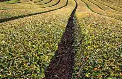 茶葉的植物學特征