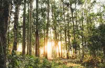 自然教學(xué)論文