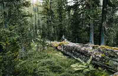 林業(yè)索道論文